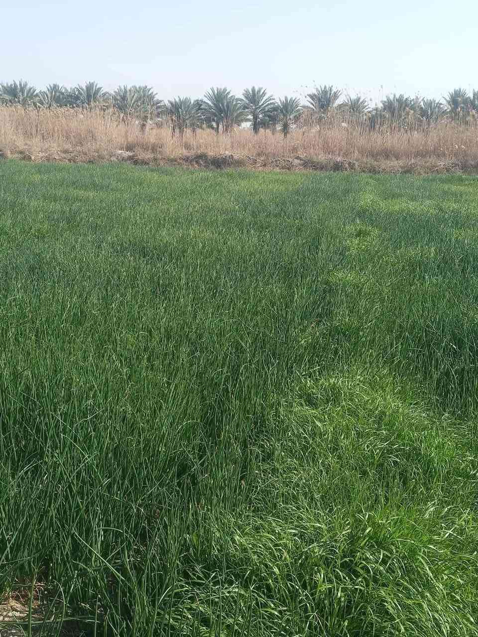 السلام عليكم يوجد بصل عريب حار عراقي مكفول كافه الشروط ابو الجرخ الي عنده أرض و ما بيها ماي مستعد يزرعها موجود الزرع عندي  بالنص شون يريد الزرع  موجود يتواصل وياي *********** السبب شحة المياه وعدم التفرغ
