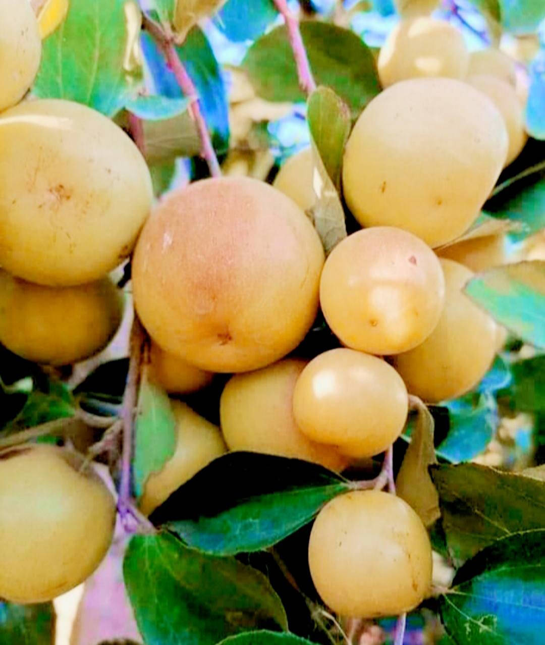 من رخصه الادمن
اطعم سدر تفاحي داخل البصرة من هذا النوع التفاحي الجامبو لي يريد اطعم اله يتواصل معاي خاص


**إذا كنت صاحب هذا الإعلان وتريد حذفه لأي سبب، رجاءا أرسل رسالة إلى الدعم الفني**