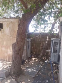 نبكه ضخمه ترهم فحم اليريده يكصها ويأخذ ٠٧٨٤٤٢٥٣١٩٣