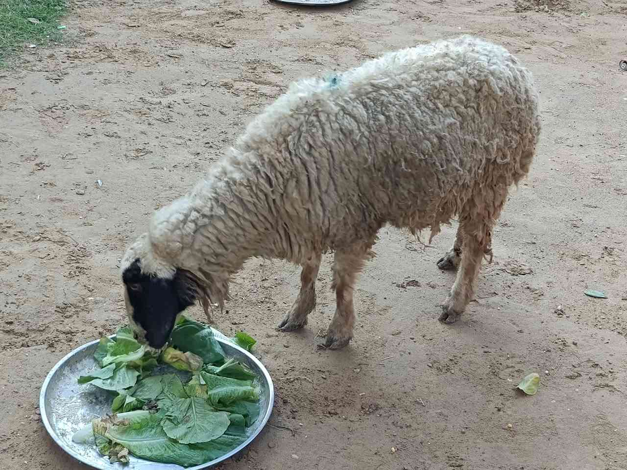 يوجدورجينةعشرة شهرين وشويةمال جنية شرط على اي عيب العنوان بيجي حي ***********
***********
