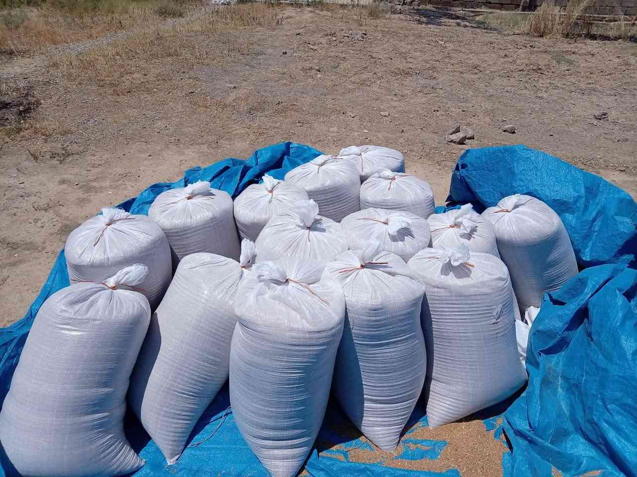 السلام عليكم 
حنطه للبيع نظيفه خبازه 
سعر الطن 425وبي مجال بصيط جوه ال 375..مايرهم 
البيع نقدآ فقط...***********

مكلف مكلف
