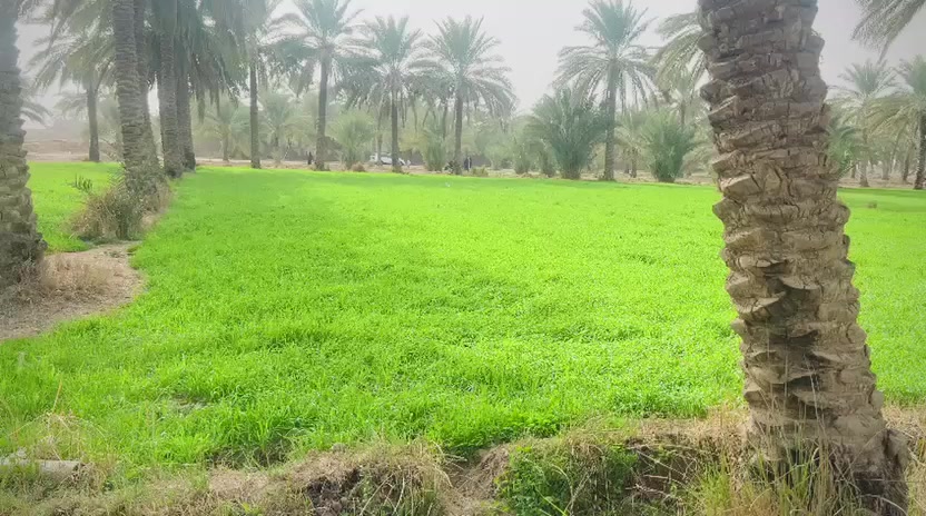 3 دونم مجهزه بالماء والكهرباء وعدد 2 برينه نهرسقي سند 25 تحويل مباشر بأسم المشتري بالطابو الإتصال على الارقام ***********/*********** العنوان خلف جامعه بابل
