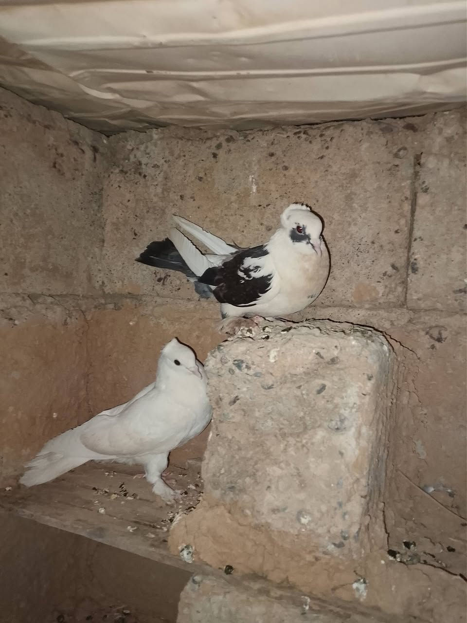 متاح حمام البيع أو مراوس شعندك نزل السعر خاص


**إذا كنت صاحب هذا الإعلان وتريد حذفه لأي سبب، رجاءا أرسل رسالة إلى الدعم الفني**