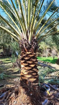 تنشيط نخل • بروانه • السكران الغرير