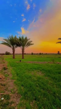 🛑 دوانم زراعية  طابو سند 25 للبيع تنتظرك في موقع مميز 🏝📌موقع العقار :📌...