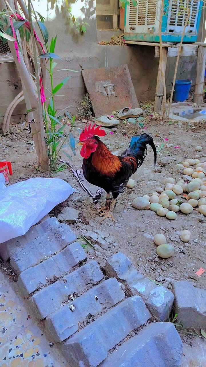 سلام عليكم ديج عرب شمسي و دجاجه عرب شوكي بياضه صاحيات و نضيفات سعرهن 38  المشخاب يم المحكمة


**إذا كنت صاحب هذا الإعلان وتريد حذفه لأي سبب، رجاءا أرسل رسالة إلى الدعم الفني**