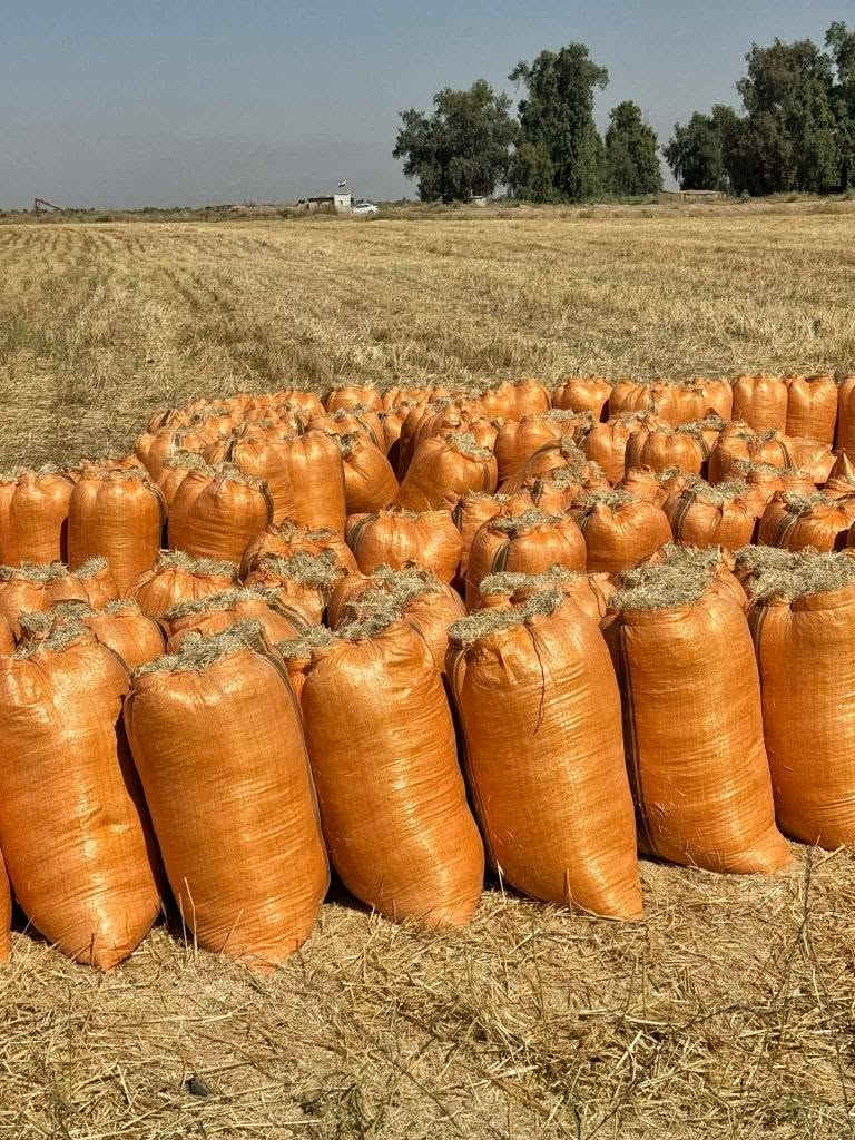 مرحبا 
يوجد تبن ناعم مكروض نضيف 
في سعر مناسب للعربانة اكو مطروح و اكو كواني 
ام 90 و أم 70 عربانة كبيرة 
واهلا وسهلا بلجميع عل راسي


**إذا كنت صاحب هذا الإعلان وتريد حذفه لأي سبب، رجاءا أرسل رسالة إلى الدعم الفني**