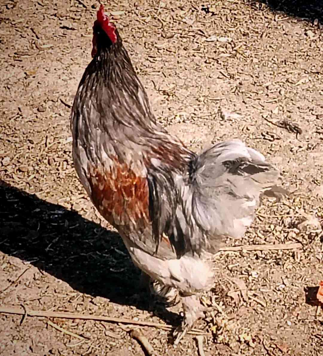 متاح للبيع ديوكة وسط العدد 3 السعر 25 الف قفل الشراي يدخل خاص او يتصل على الرقم ***********
