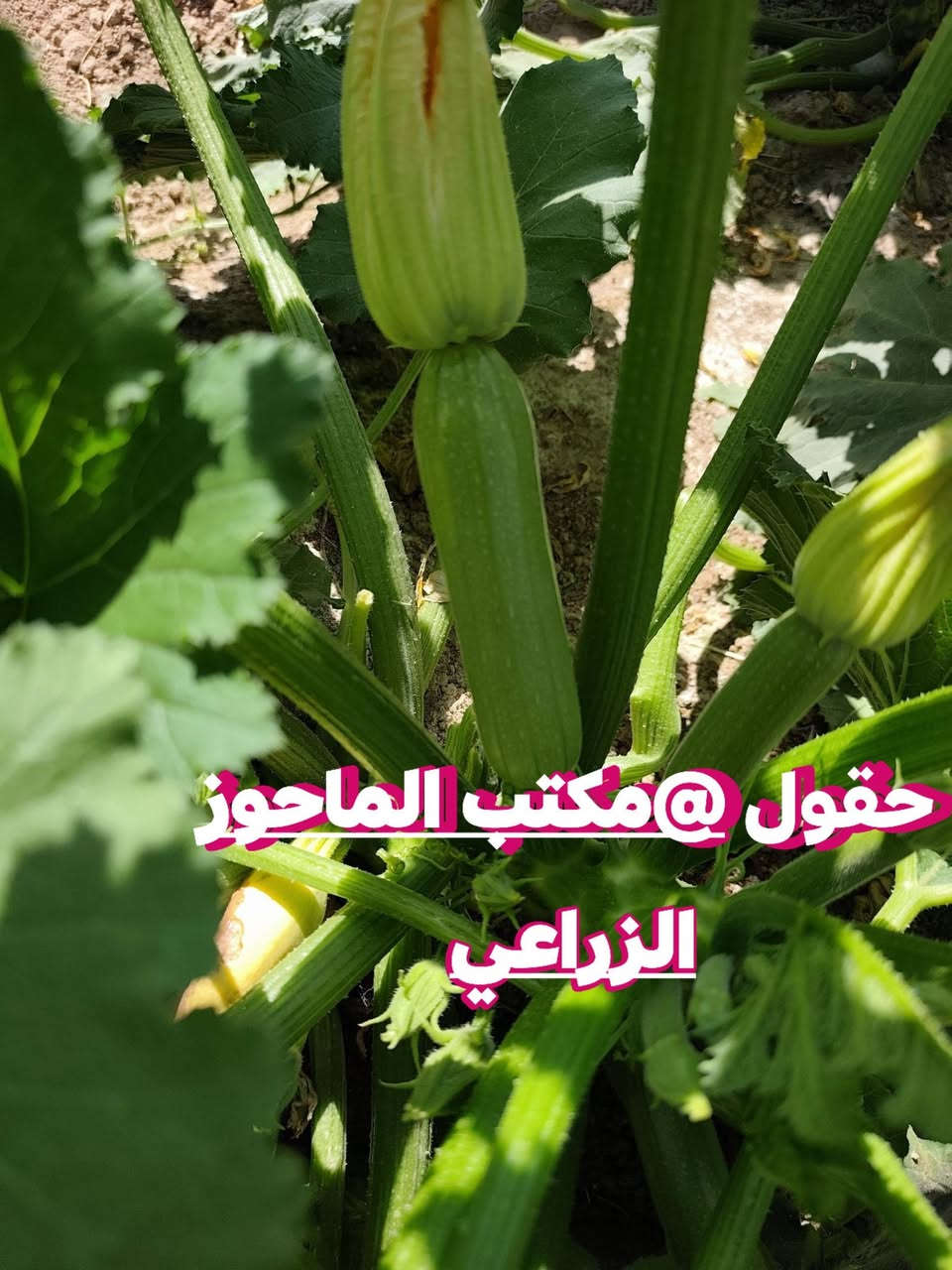 تتوفر افضل بذور الشجر الزيتي المبكر ذاتي التلقيح  35 يوم من الزراعة الى الانتاج 
الشجر الزيتي ذاتي التلقيح انتاج وفير قوة تحمل 
للطلب راسل المكتب وتساب ***********
