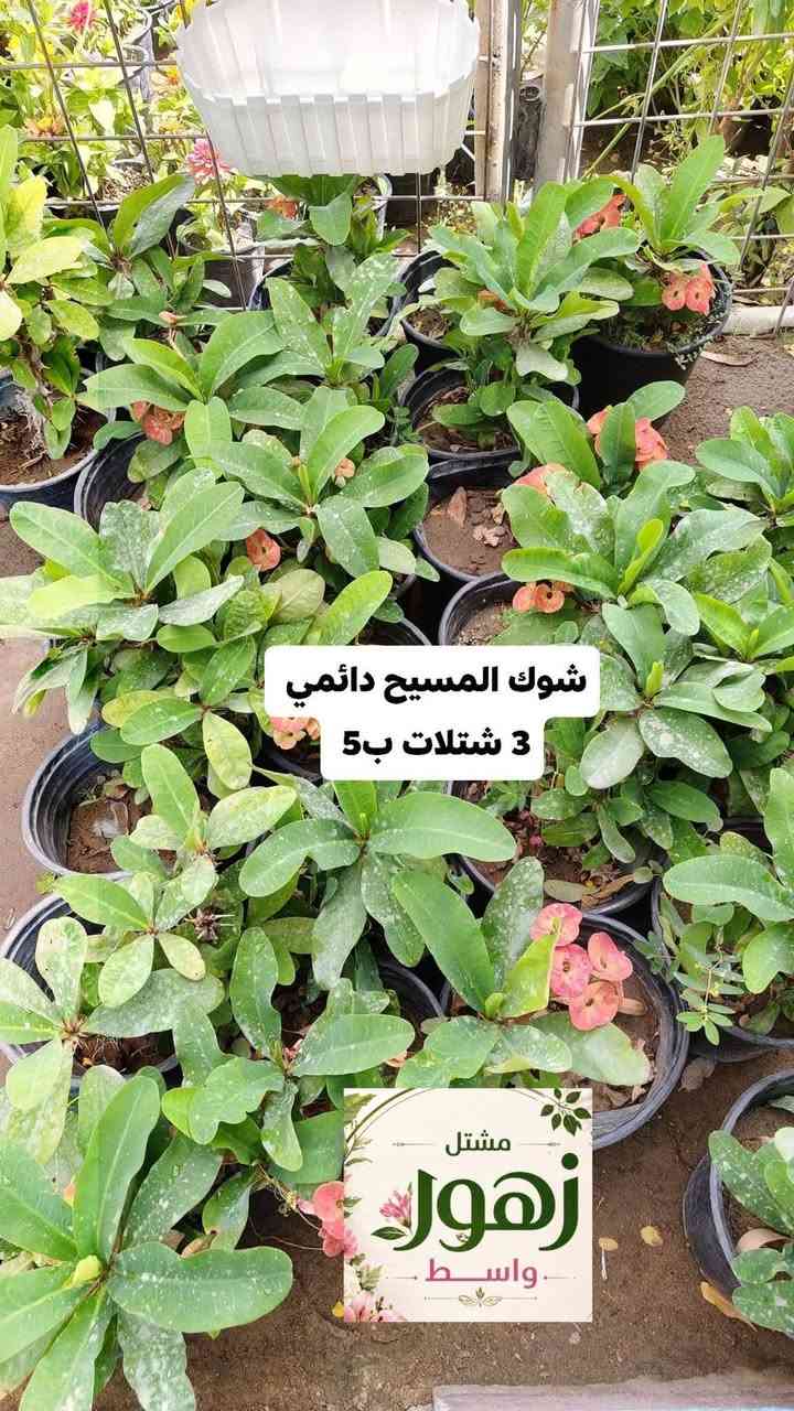 تخفيضات كل 3 شتلات بسعر 5,000  دينار فقط كل النباتات لمنشوره دائمي
يفتح المشتل طيله ايام الاسبوع من الساعه 8:00 صباحا والى الساعه 10:00 ليلآ
#مشتل_زهور_واسط العنوان كوت فلكه الحاوي شارع مجمع دمشق الطبي مقابل ابتدائية الكوت للتعليم الأساسي #يوجد_توصيل_داخل_الكوت
*********** لطلب والاستفسار واتساب  او مراسله الصفحه الشخصيه بلال الواسطي🌹😊
