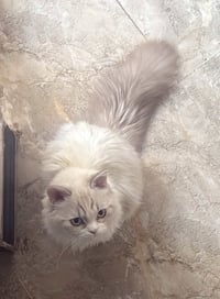 بزون أليف • للبيع • سعر مناسب