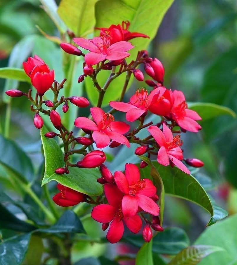 السلام عليكم متابعينا 🤍.
نعلن عن توفر اشجار الجاتروفا او الجادروفا واسمه العلمي (jatropha integerrima)🌺🌳

ارتفاع متر تقريباً 🩵
السعر   ١٠ الف 🩷

 تنتج زهور حمراء صغيرة الحجم و لكن على شكل كتل او مجموعات في الغصن الواحد وتزهر بكثافة منذ حلول الربيع و طوال الصيف و لكن تصفر اوراقها قليلاوتتساقط و يتوقف الازهار في الشتاء و ممكن ان تكون في موقع مشمس او مظلل واقصى ارتفاع لها يمكن يصل الى ثلاث امتار و لكن اقوم بتقليمها حتى يصبح طولها في حدود المترين فقط ذلك ان زهورها اذا كانت بكامل ارتفاعها لايمكن مشاهدتها بسهولة كما ان زهورها تصلح للمزهريات في المنزل لانها تدوم فترة طويلة .. كما يوجد ايضا اشجار جاتروفا بزهور وردية ولكنها  اقل انتاج في الزهور ..  

 أن الشجرة تتحمل الحرارة الشديدة التي قد تصل الى 50 درجة كما في العراق و السعودية و الكويت كما تتحمل ملوحة التربة و لاتحتاج الى عناية خاصة و من الملاحظ انها اذا كبرت الشجرة فأنها تضرب بجذورها في التربة بشكل قوي جدا بحيث يصعب اقتلاعها مجددا .. انني انصح حقيقة بزراعتها فهي جميلة فضلا انها تزودنا بزهور حمراء ناصعة في فترة شدة الحرارة التي ينعدم فيها او تقل فيها الزهور ..
يتم إكثارها بالعقل الخشبية في شهر  كانون الثاني وشباط  

⭐يتوفر لدينا خدمه توصيل لجميع محافظات العراق 🛻 
⭐ للحجز والاستفسار يرجى مراسله الصفحه او مراسله واتساب على الرقم ‏‪0787 413 2546‬‏
