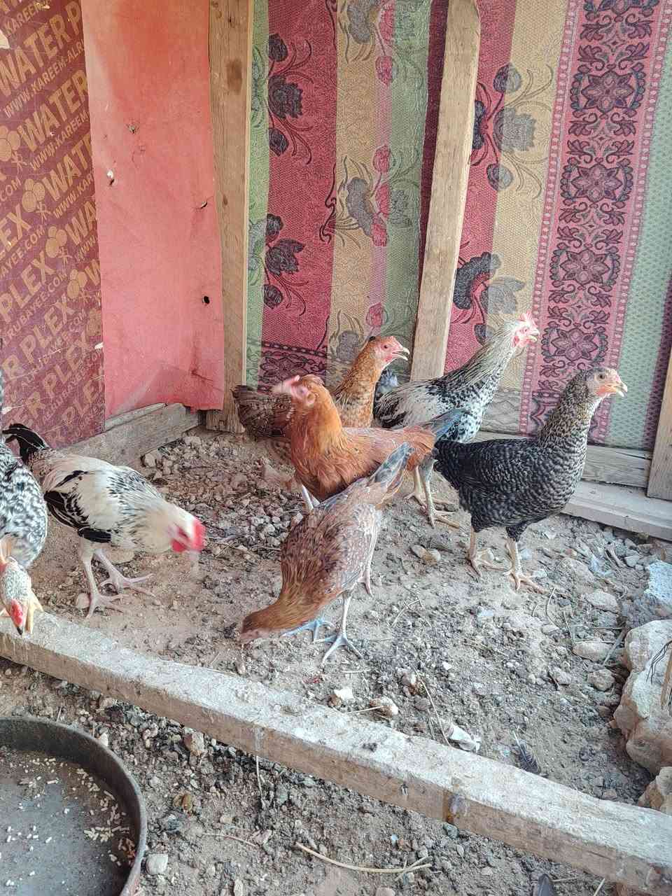 متاح فراريج وديوكه العدد 8 ملقحات مال بيت السعر 70 الف.. المكان بروانه الشاعي.. 
***********
