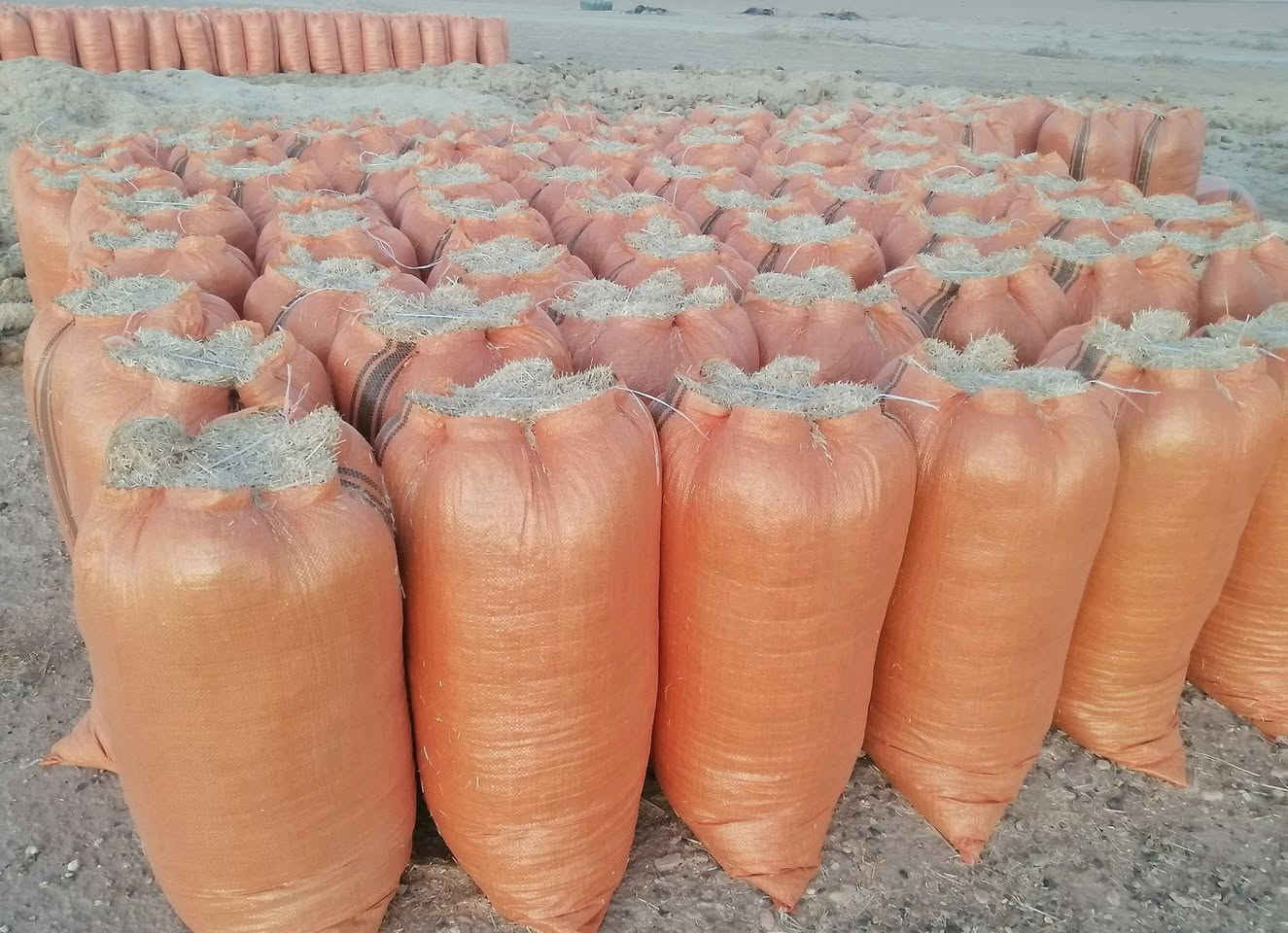 السلام عليكم يوجد الدينا تبن درجة ولة راس كوم الحجم الكيس 60الزوج 3الاف التوصيل مجاني بلد الدجيل الضلوعية يثرب السحاقي ناحية المعتصم العذية رقم الحجز ***********حمل الكية 20
