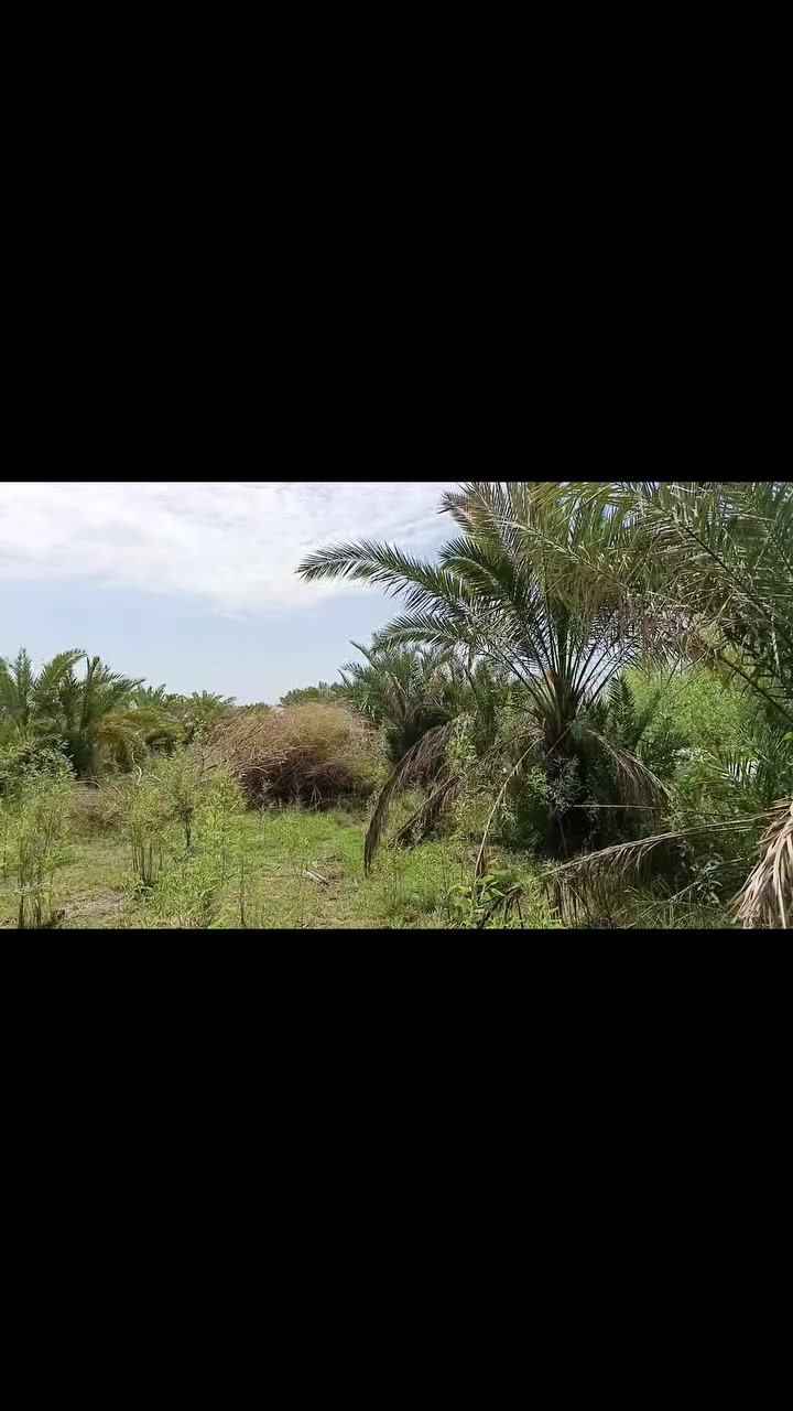 سلام عليكم أرض زراعيه للبيع العدد (أربعه4) دونم المكان ذي قار قضاء النصر قرب محطة قريب على المستشفى الجديد السعر خاص+ شراي تعال خاص مو شراي لاتعبني ولاتعبك رقم الهاتف ***********
