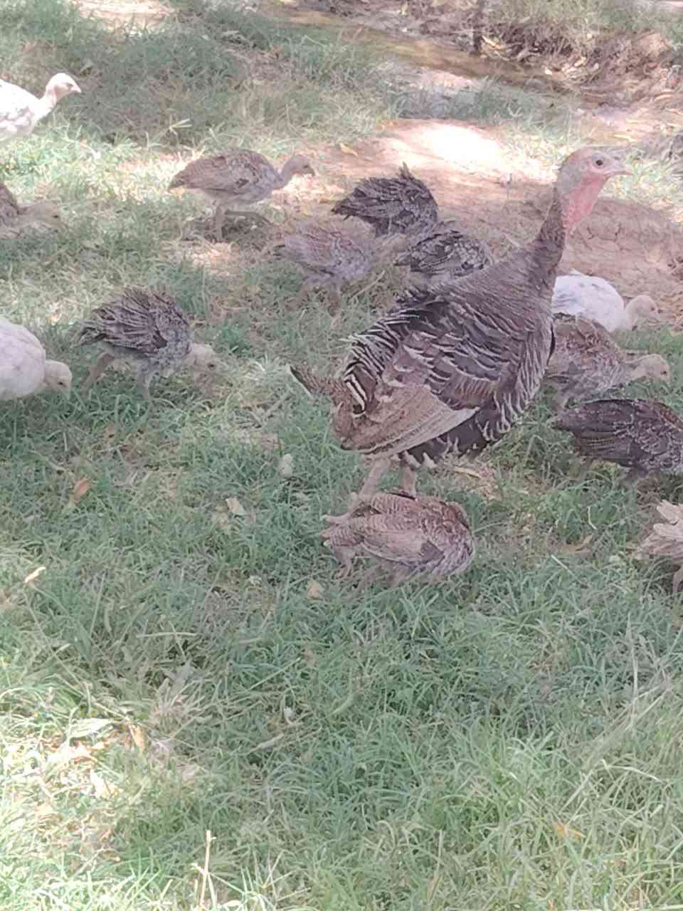 سلام عليكم فسيفسات نثايه ثنين
وراهن 16طير عادي بيع مفرد او كلهن

*********** واتساب +تصال
وحده منهن كاعد تبيض حالين فوك افراخها
