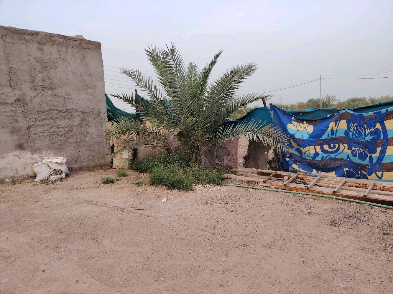 دونم اللبيع طابو زراعي سند 25 النجف  المناذره الحصوه بيه ثنين بيوت   سعر100وبي مجال