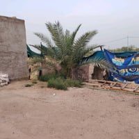 دونم اللبيع طابو زراعي سند 25 النجف  المناذره الحصوه بيه ثنين بيوت   س...