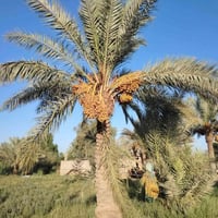 الديوانية • ٣٠٠٠م • طابو