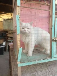 قط فحل للبيع تصال على رقم 07800973673