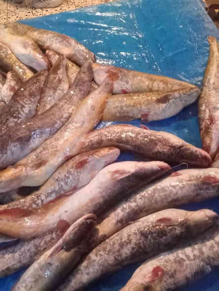 متوفر انواع الأسماك في تكريت سوق الخضار يوجد خدمة توصيل ***********
