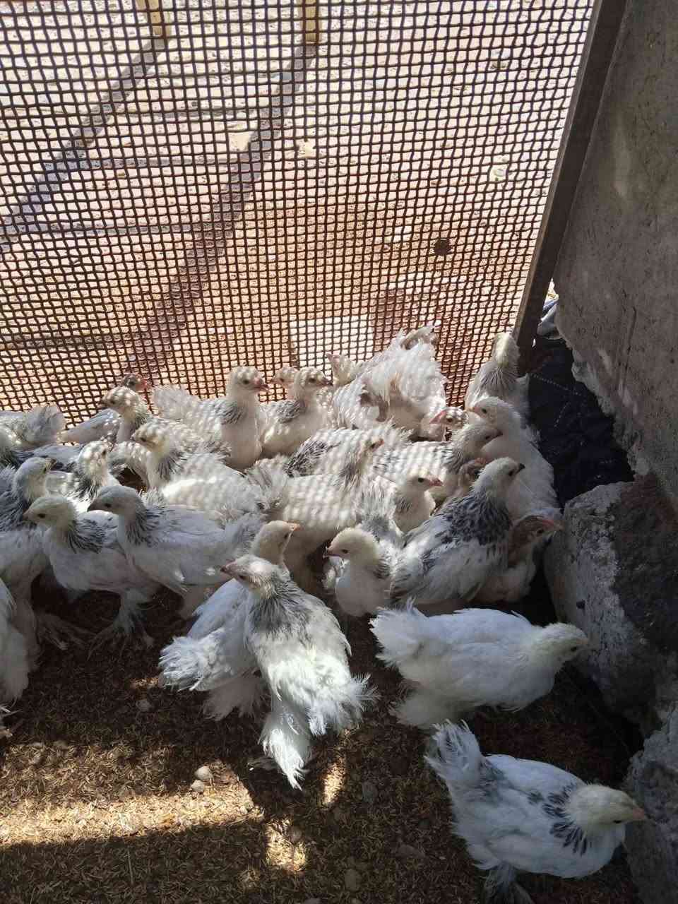 السلام عليكم متاح افراخ براهما دكتوره دم نقي عمر شهر ماخذات كل اللقاحات سعر الزوج 20 للأستفسار التواصل ع الخاص


**إذا كنت صاحب هذا الإعلان وتريد حذفه لأي سبب، رجاءا أرسل رسالة إلى الدعم الفني**