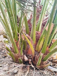 فسائل نخيل • برحي نسيجي • البصرة القبلة