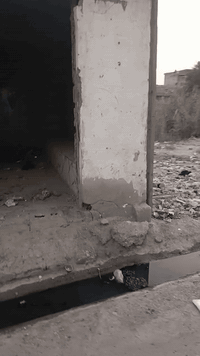 السلام عليكم قطعه للبيع ركن على شارعين قريبه على➡ الشارع العام مساحة 200 متر دوانم فرع أبو حسين مضمد سند زراعي ٢٥ سند وهاذا رقمي ***********
