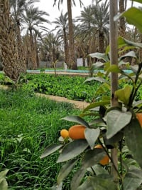 دونم للبيع بل حسينيه قريبه على لامام  يبعد عن لامام ربع ساعه  🌴بي نخيل...