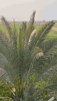 يالله 4ونص دونم عقد 17 تريده طابو خلال 5 شهر يجيك سند بسمك طابو عل طري...