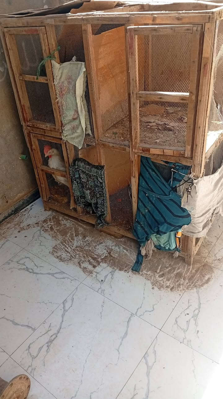 قفص دجاج للبيع سعر ١٠ الف


**إذا كنت صاحب هذا الإعلان وتريد حذفه لأي سبب، رجاءا أرسل رسالة إلى الدعم الفني**