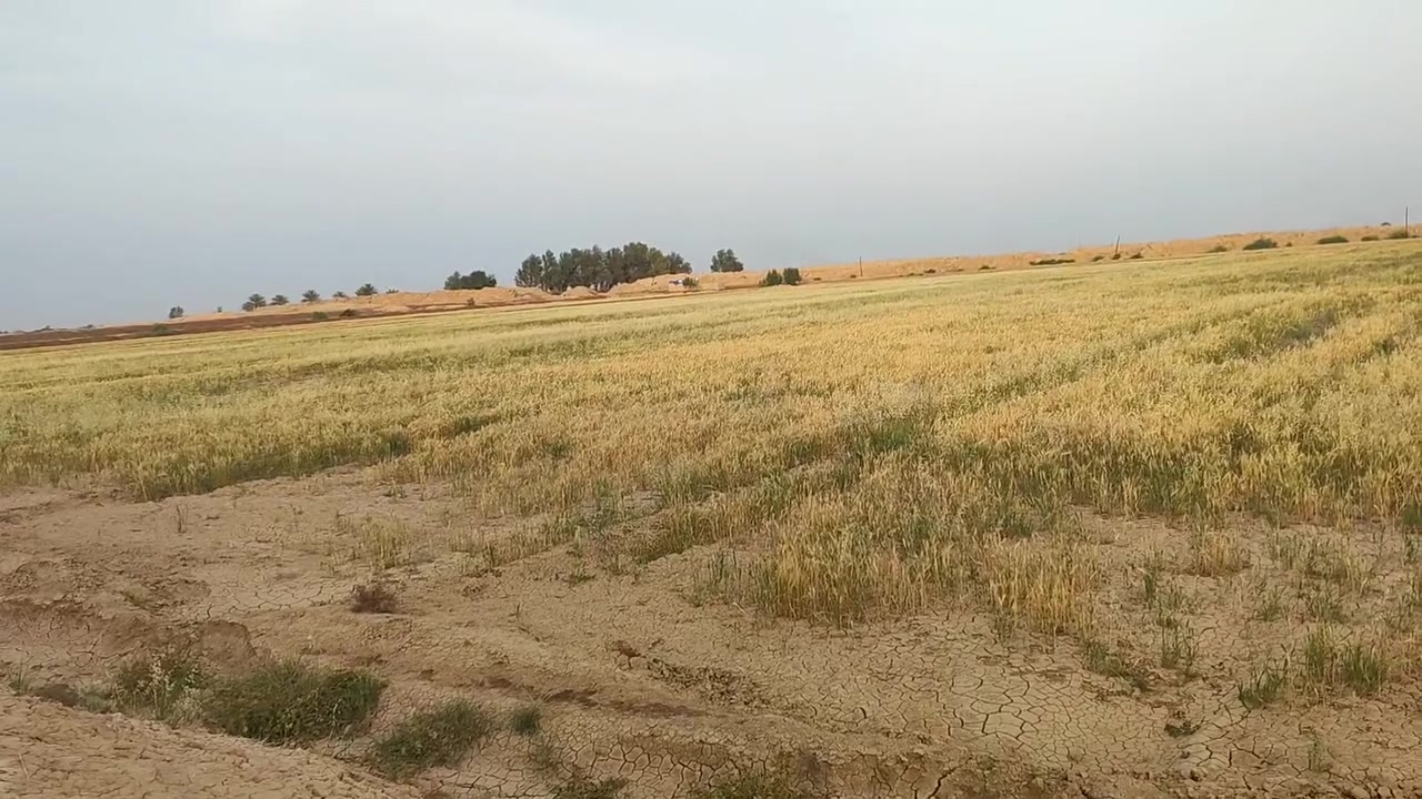 أرض زراعية للبيع المساحه 40 دونم صالحه للزراعه 

الاستفسار اتصل على هذا الرقم ***********

في بابل ناحية الشوملي
