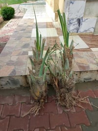 وبركاته  من الان بدأ موسم قلع الفسائل وزاعتها  اي شخص عندو نخلة بيها ف...