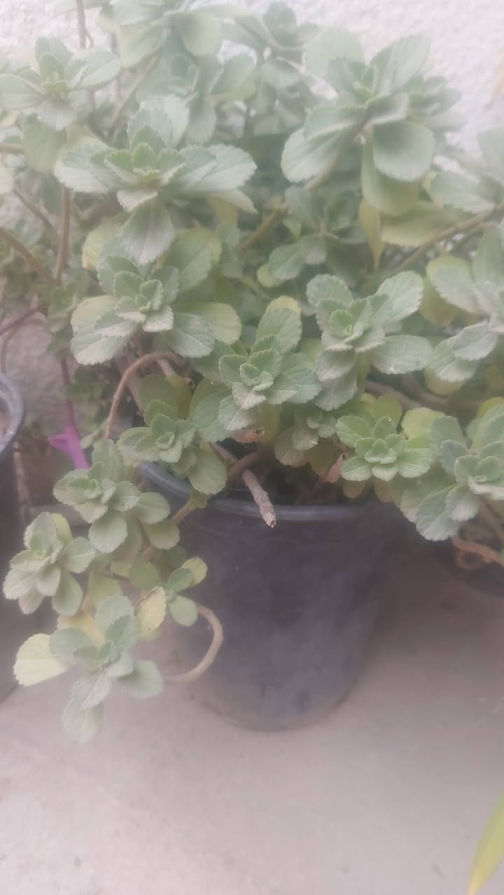 السلام عليكم يتوفر لدينا جميع انواع الورود بأنواعها الشمسية والضلية و بأسعار مناسبة جدا عنواني الخالص حي الزهراء قرب ثانوية المالكي البنين


**إذا كنت صاحب هذا الإعلان وتريد حذفه لأي سبب، رجاءا أرسل رسالة إلى الدعم الفني**