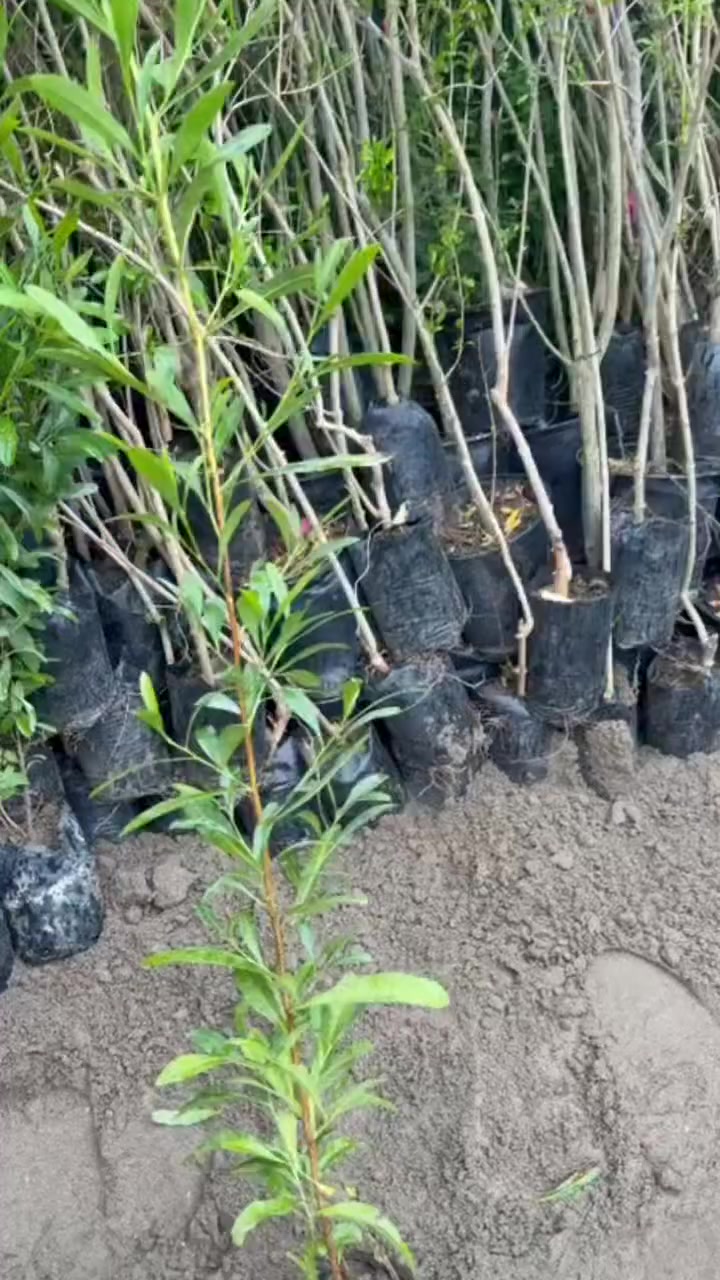 الهم صلِّ على محمد وآل محمد 
مشتل لونا #قضاءالهوير قرب محطه تعبه وقود لؤلؤه السيف المشيده


**إذا كنت صاحب هذا الإعلان وتريد حذفه لأي سبب، رجاءا أرسل رسالة إلى الدعم الفني**