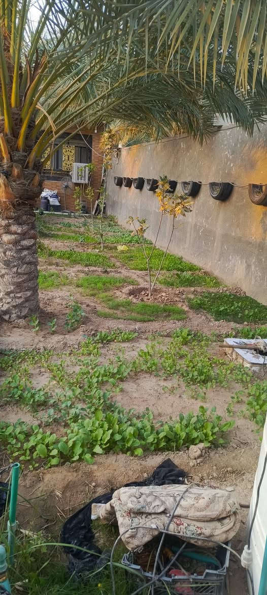 السلام عليكم ربع دونم للبيع مشيد عليها دار مساحته 200 متر مكان كربلاء الحر منطقة الرشيدية  نوع العقار سند 25 تحويل بسم المشتري السعر 215 مليون باقي التفاصيل موضح بالفيديو الشراي هذا رقمي ‏‪***********‬‏
