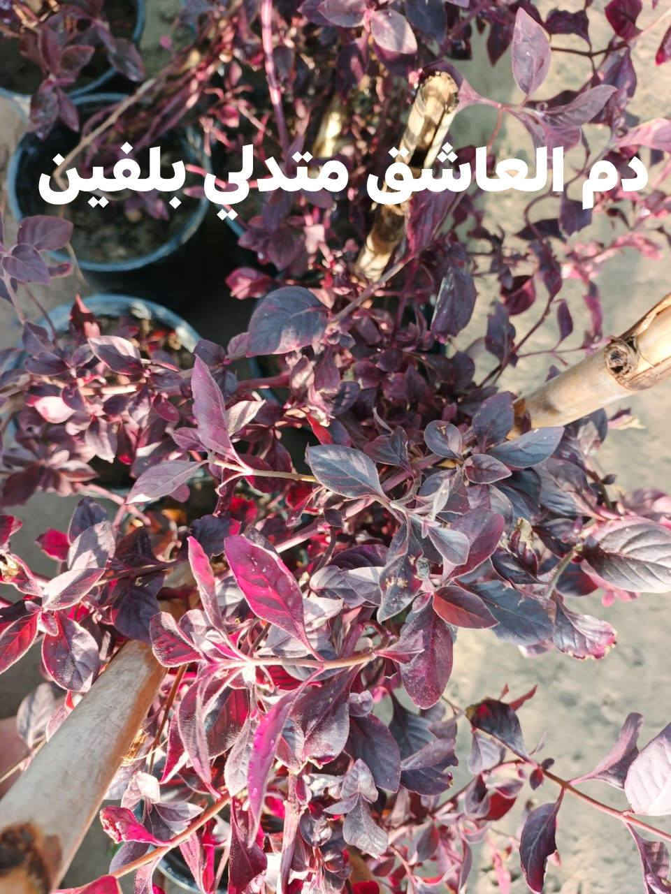 السلام عليكم 
توفر من جديد زرع ضلي وخارجي 
سنادين بلاستك وفرفوري ودوارق عصا موسى واكسسوارات زرع واسمده حيوانيه وبتموس وضليات  
توصيل متوفر 
حجز خاص


**إذا كنت صاحب هذا الإعلان وتريد حذفه لأي سبب، رجاءا أرسل رسالة إلى الدعم الفني**