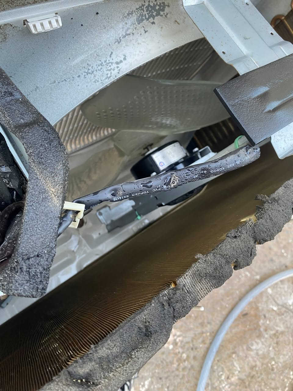 *********** الثعالبه
