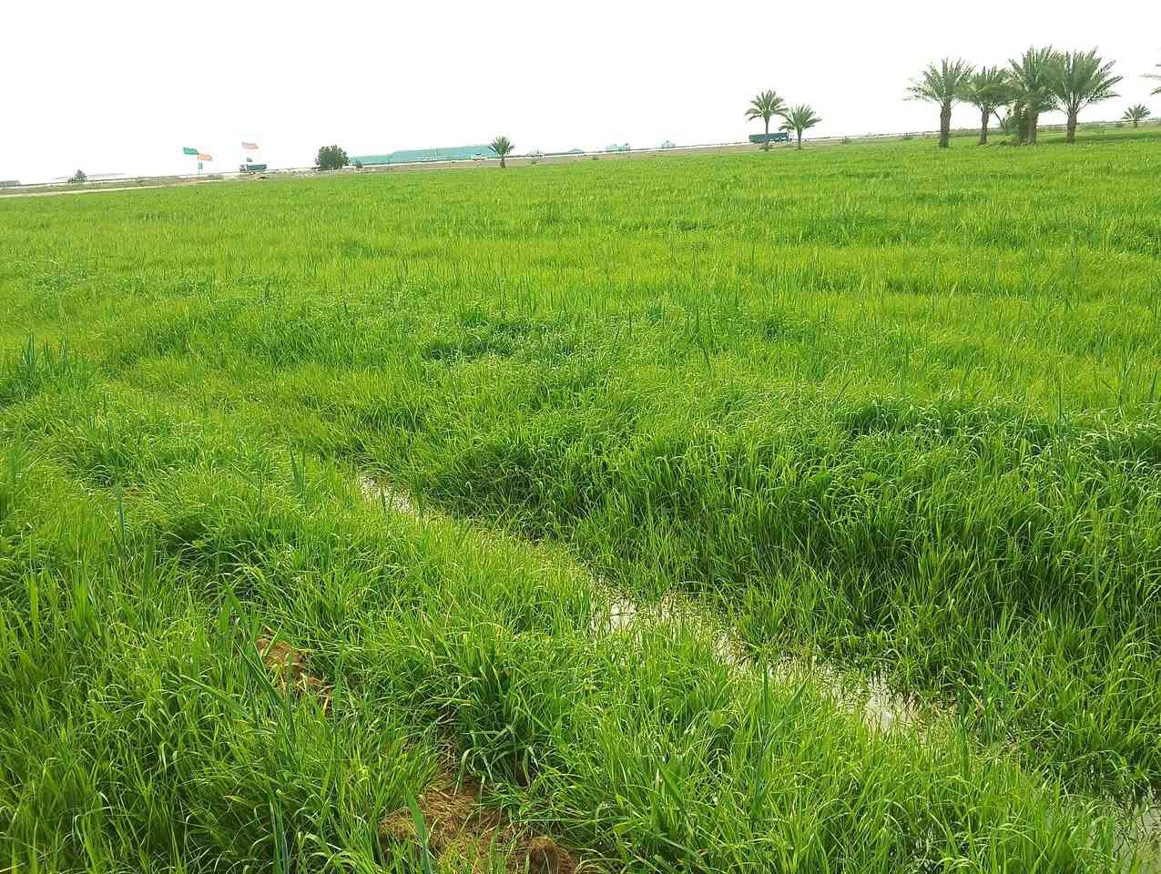 السلام عليكم
توجد كاع 15دونم للضمان مال حلال مزروعه شعير وبيها اشكال الادغال وطاشلها كيمياوي وساكيها جديد بصف  على الدولي مباشره مكانها بابل ناحية النيل للاستفسار ***********

