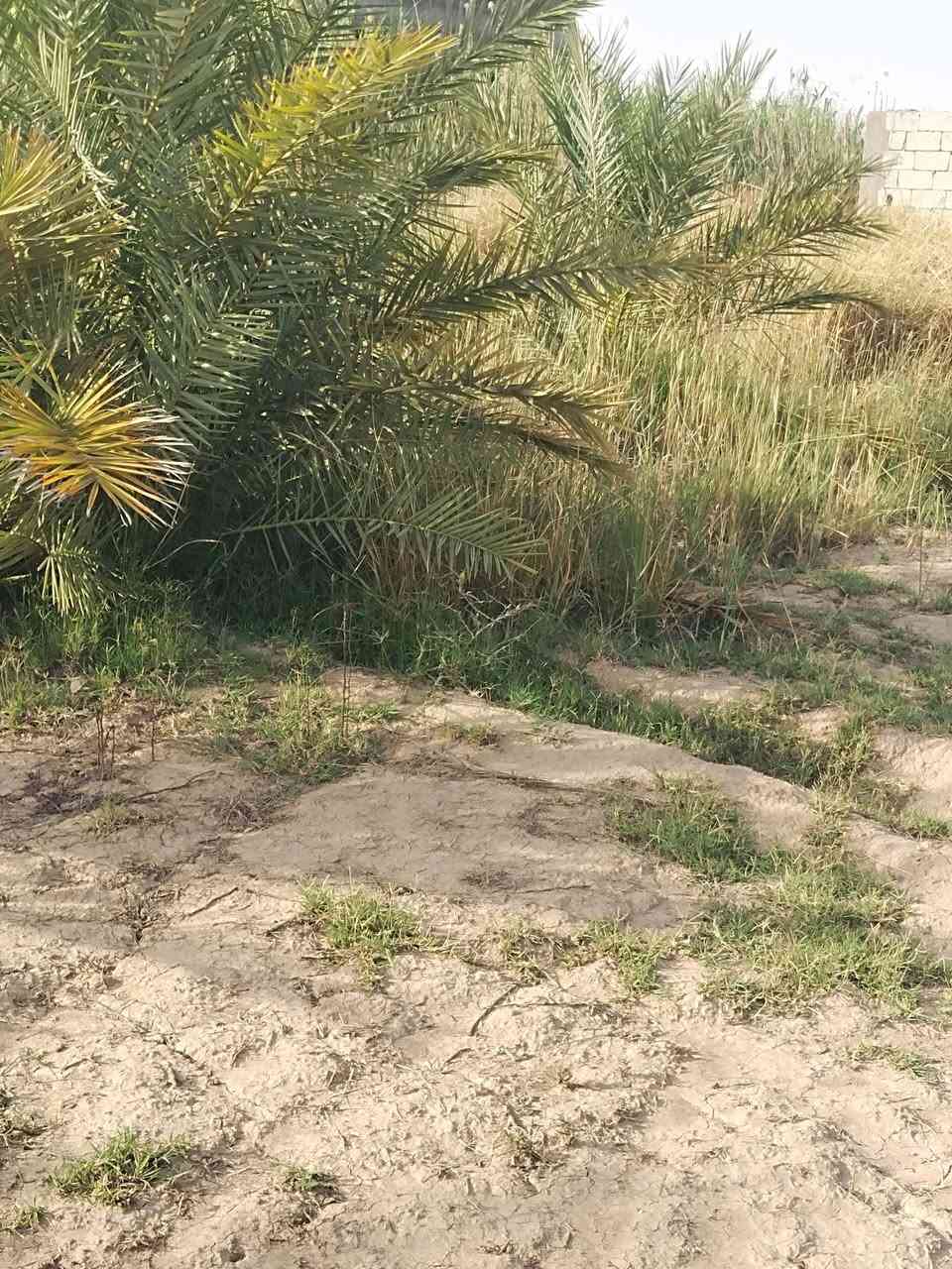 المكان قضاء الغراف 
يا الله  السلام عليكم دونم زراعي ورا البراز... يحتوي على 15 نخله حمالات وكم شجرة بين رمان  ونبك تصلح للسكن او مزرعة كلشي ترهم ماي اساله وكهرباء  ومولد وشارع تبليط ومدارس جميع الخدمات متوفرة  السعر 17 وبيه مجال 
والشراي يتصل ويدلل ***********
