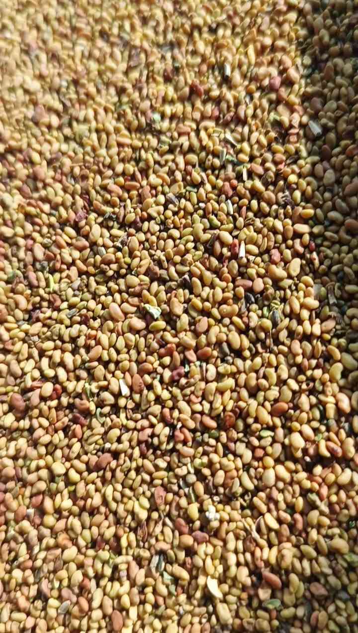بذور جت عراقي للبيع خالي من الشوائب
‏سعر الكيلو 9 ونص 
‏
‏العنوان/ قضاء أبو غريب - الحصوة
‏للتواصل/ *********** 
‏***********
