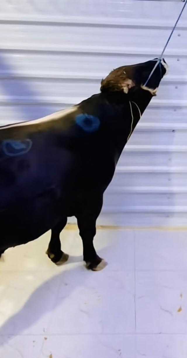 السلام عليكم بمناسبه عيد الاضحى المبارك يوجد قصاب خروف او عجل داخل كركوك أجيك للبيت ***********
