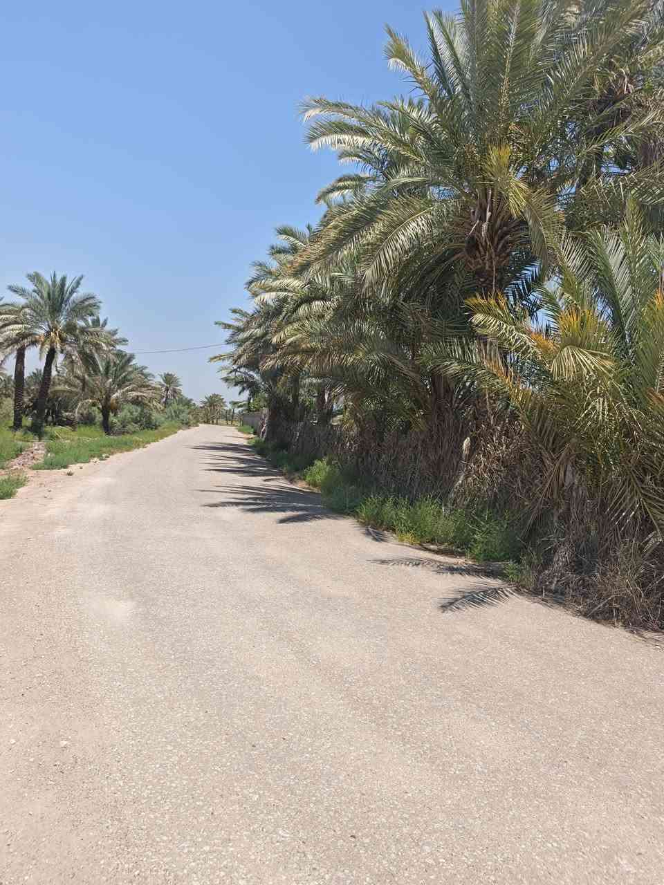 سلام عليكم
1.أرض للبيع ع التبليط مباشر بمساحه أكثر من دونم واجهه ٢٥م ونزال أكثر من ١٠٠م 
2.تتوفر في الأرض كهرباء وخط مولد وتبليط مباشر ع الأرض وماء سقي واساله 
3.وتحتوي ع عديد من أصناف النخيل وتبعد عن الدولي الجديد 4. بمسافه ٥٠م  طابو إصلاح زراعي قرار ١٧ السعر ٢٣مليون وبيها  مجال بسيط. 
5. الموقع البوعلوان مقابيل حسينيه الزهراء . 
***********
