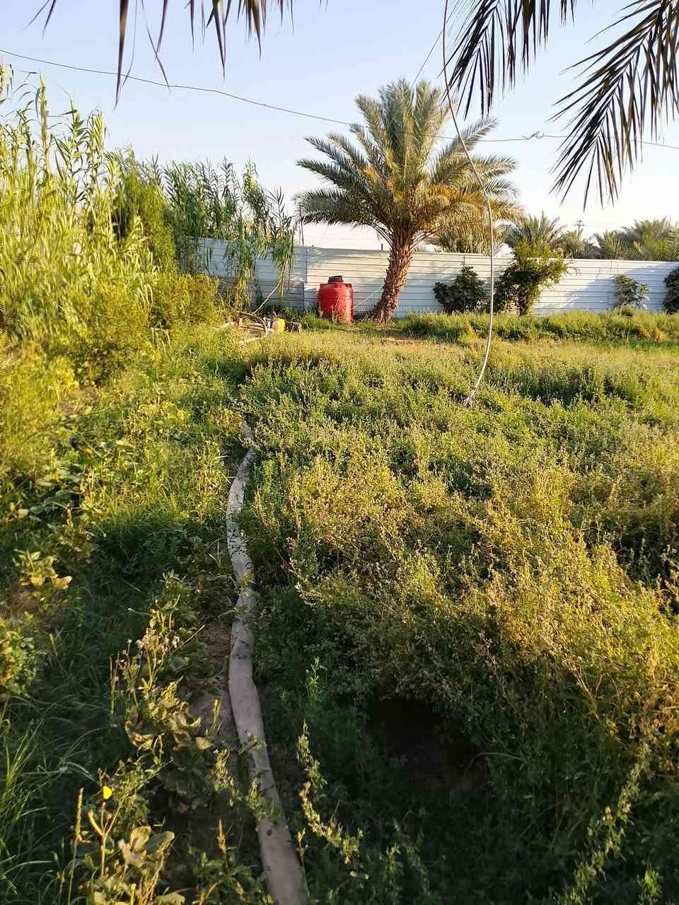 ارض للبيع في حي الحكيم المساحه دونم مع بيت بناء بلوك مساحه ٢٠٠م تقع ع شارعين شارع جهه مدرسه شهداء الطليعه وشارع جهه الري الارض حاليا مزروعه جت يتوفر ماء اساله وتبليط وكهرباء
@الجميع ***********
