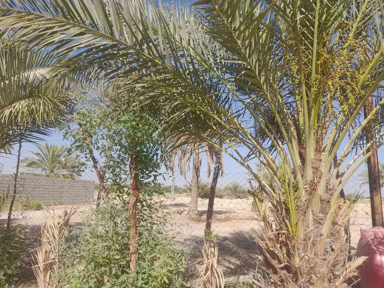 السلام عليكم
دونم مع بيت وحديقه للبيع 
العنوان كربلاء الابراهيميه قرب الامام نوح شارع ترابي 12متر 
‌
رقم الهاتف واتساب ***********
اتصال.      للاتصال  ***********
دونم ما مزروع يحتجاله زراعه 

ماء اساله جديد ومجاري دفن نكره 
الحديقه بيها 15،. 7 كبار حاملات تمر والباقي صغير واكو كبار بعده

‌البيت بيه 2غرف نوم وحده سندويج وبيها حمام داخلها. وحده عكاده البيت كله عكاده مطبخ وصحيات خارجيه وداخليه
مضيف 7م. طوله وعرضه 4م. 
نوع السند زراعي قرار محكمه گبل بسم المشتري 
سعر 95وبي مجال قليل قليل مداور بسم المشتري ثاني يوم
