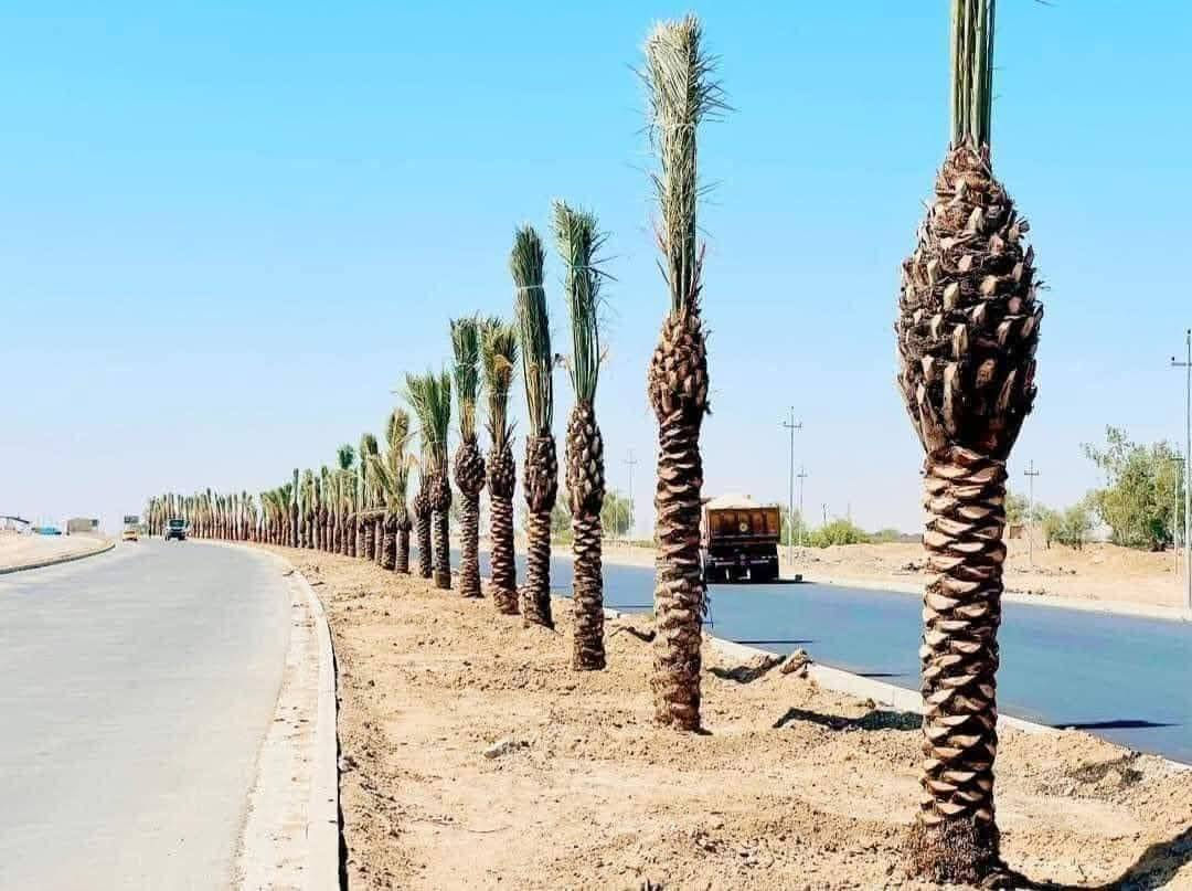 🌴 غرس نخيل 🌴

إذا عندك أرض وتريد تحولها إلى مزرعة جميلة أو منتجع أخضر مليء بالنخيل… إحنا نحققلك هذا الحلم.

🔹 غرس جميع أنواع النخيل
🔹 نقل الفسائل بأمان وبطريقة صحيحة
🔹 تصميم وتنسيق المزارع والمنتجعات
🔹 ترتيب الأرض الزراعية بشكل احترافي

نشتغل بخبرة وثقة حتى نطلع أفضل نتيجة ونخلي أرضك أجمل بالنخيل 🌴

📞 للحجز والاستفسار: (***********)

غرس نخيل… خبرة في زراعة النخيل وتصميم المزارع والمنتجعات
