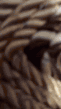 غرفة نوم • مسرح ملكي • الرمانه البوعبيد