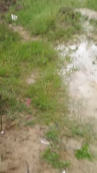 بني رجاب • ٦دوانم • بستان نخيل