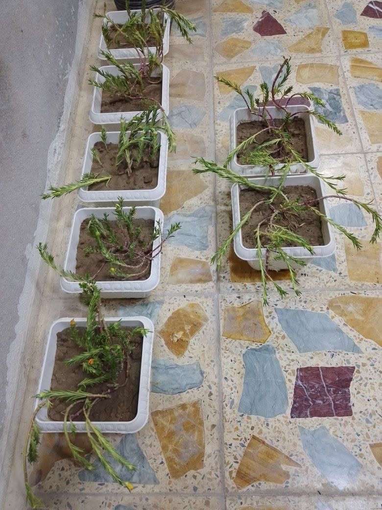 يتوفر ورد الصباح العراقي الدائمي الألوان 
(اصفر ازبري برتقالي ابيض مشطب وردي) كما موضح بالصور سعر السندانه الف ونص يتوفر توصيل فقط للجانب الايسر للاستفسار التوصل على الخاص ❤️❤️🌷🌷💕💕🌸🌸


**إذا كنت صاحب هذا الإعلان وتريد حذفه لأي سبب، رجاءا أرسل رسالة إلى الدعم الفني**