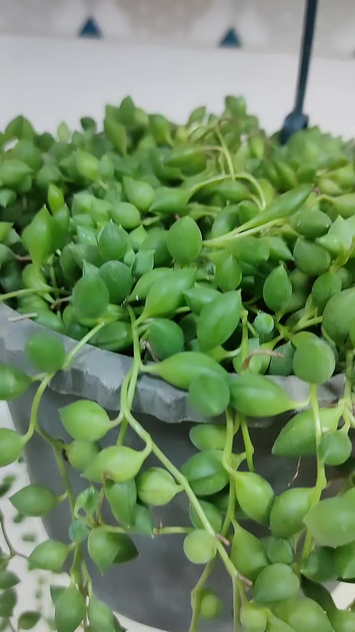 🌿💚 نبات المسبحة… قطعة جمال تتدلى مثل اللؤلؤ الطبيعي 💚🌿
إذا تحبين النباتات المميزة والناعمة، فـ نبات المسبحة هو الاختيار المثالي ✨
أوراقه الكروية الصغيرة تشبه حبات المسبحة المتدلية بشكل أنيق، وتعطي لمسة راقية لأي زاوية في البيت أو البلكونة.
🌞 العناية سهلة جدًا:
✔ يحب الضوء الساطع غير المباشر
✔ يسقى بعد جفاف التربة بالكامل
✔ يحتاج تربة خفيفة جيدة التصريف
✔ مناسب للتعليق والديكور الداخلي
💧 تذكير مهم:
الإفراط بالسقي هو السبب الأول لذبول النبات، لذلك اسقيه باعتدال فقط.
✨ ليش تختار نبات المسبحة؟
🌱 شكله فريد وغير تقليدي
🌱 سريع النمو وجذاب
🌱 مثالي للهدايا ولمحبي النباتات
📩 متوفر الآن لدى خضره الدار
للطلب أو الاستفسار راسلونا خاص 🌿
الكمية محدودة — احجز نبتتك قبل النفاد 💚
#خضره_الدار #نباتات #نبات_المسبحة #زرع_منزلي #ديكور


**إذا كنت صاحب هذا الإعلان وتريد حذفه لأي سبب، رجاءا أرسل رسالة إلى الدعم الفني**